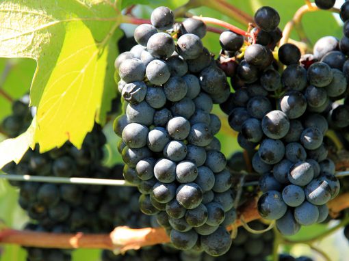 sector vitivinícola
